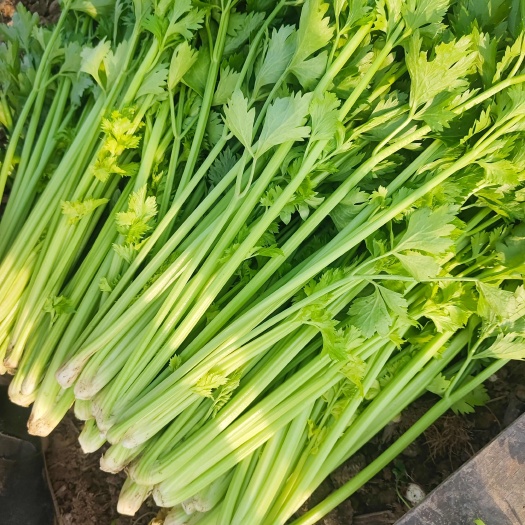 枝江市芹菜，湖北枝江本地，一手货源