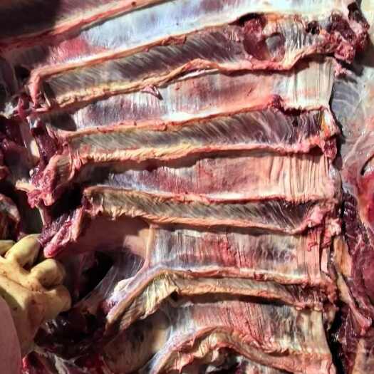 东营牛肉 新鲜牛肉 四分体牛肉 鲜牛肉 去骨精修纯干货 厂家批发