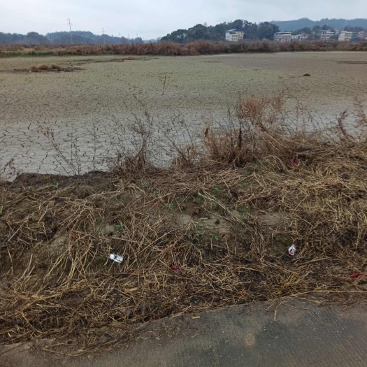 衡阳湖南衡阳地区  水田 村集体资源出租