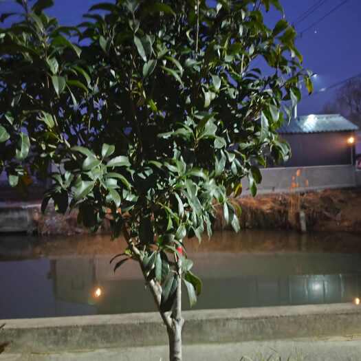杭州金桂树，丹桂树