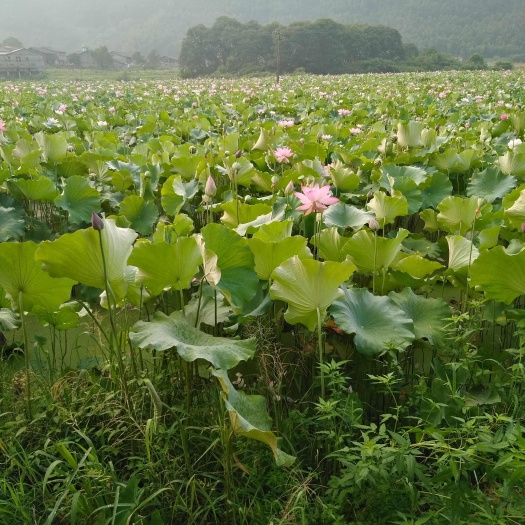 宜黄县水田