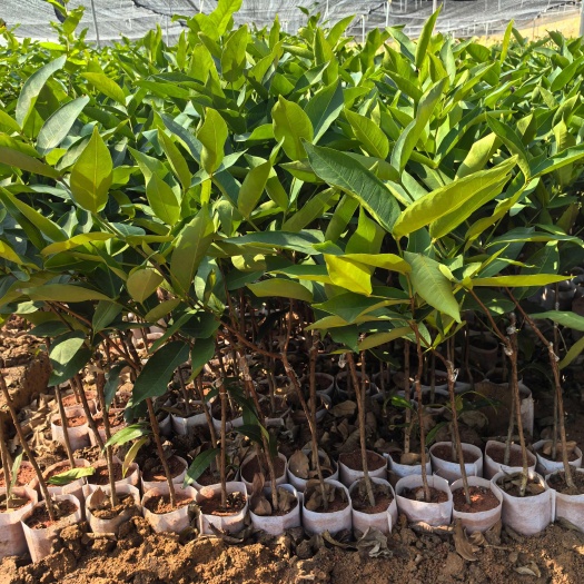 黑糖芭比莲雾大叶红莲雾黑金刚莲雾果树苗大小规格都有