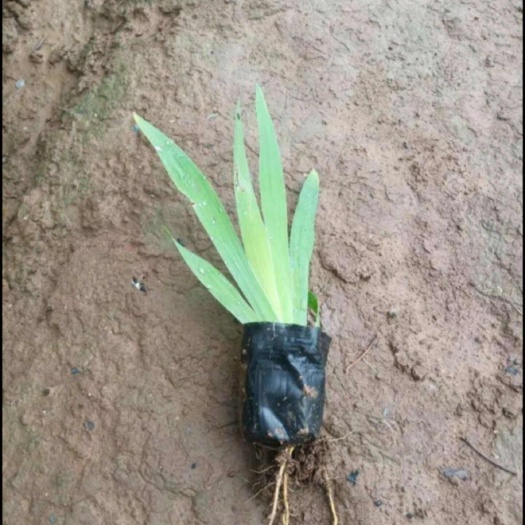 长沙射干