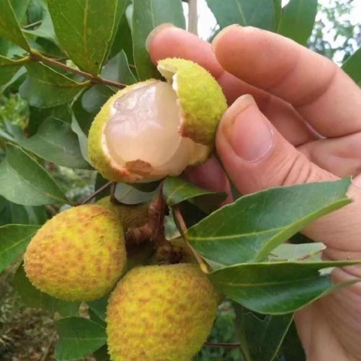 灵山县三月红荔枝苗  早熟上市的荔枝品种