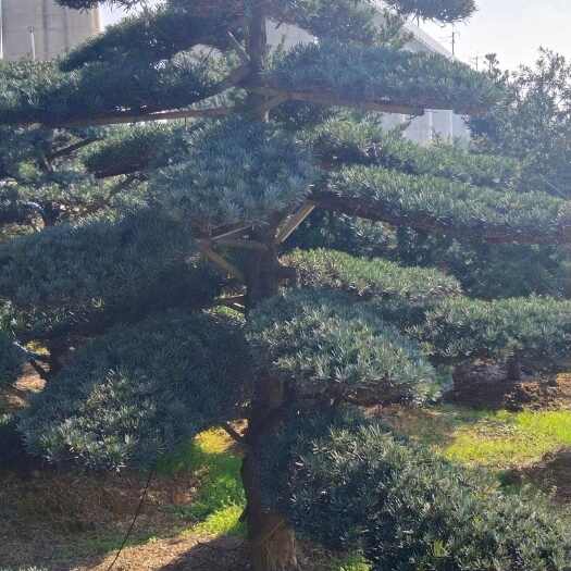 浏阳市精品造罗汉松15-18-20公分