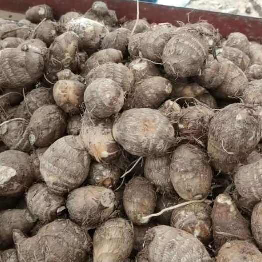 安丘市山东潍坊安丘芋头窖藏直发品质好份量足价廉物美