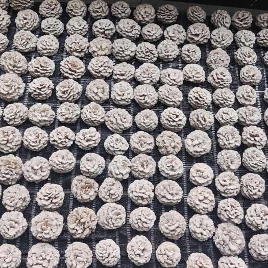 寻甸县云南昆明白参菌新鲜采摘食用菌寻甸特产供货