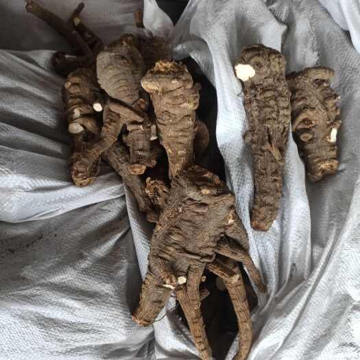 射洪市川白芷    低硫     特大个头