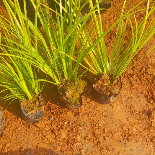 宜良县金线菖蒲，金叶石菖蒲