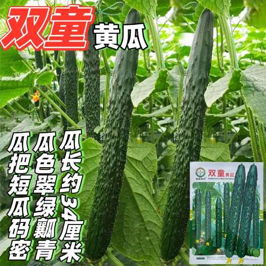 沭阳县双童黄瓜种子刺密翠绿瓤青节节瓜水果青瓜种籽把短条直春秋播蔬菜