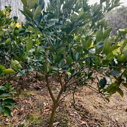 松滋市纽荷尔脐橙苗  赣南脐橙苗 土球苗 纽荷尔脐橙苗杯苗保证品种