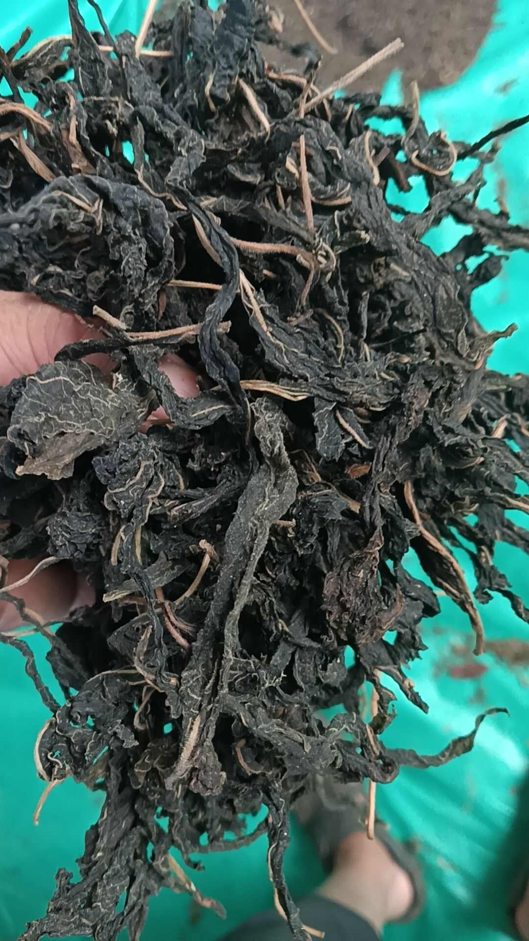 干芝麻叶  2025年挑选优质新芝麻叶加工而成