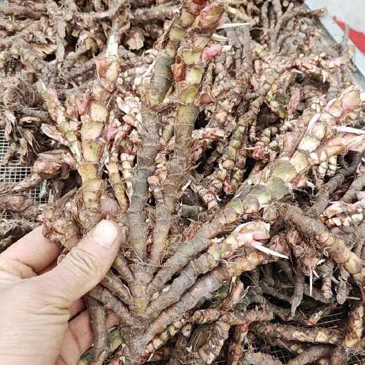 蓬溪县湿菖蒲种苗，单头多头，