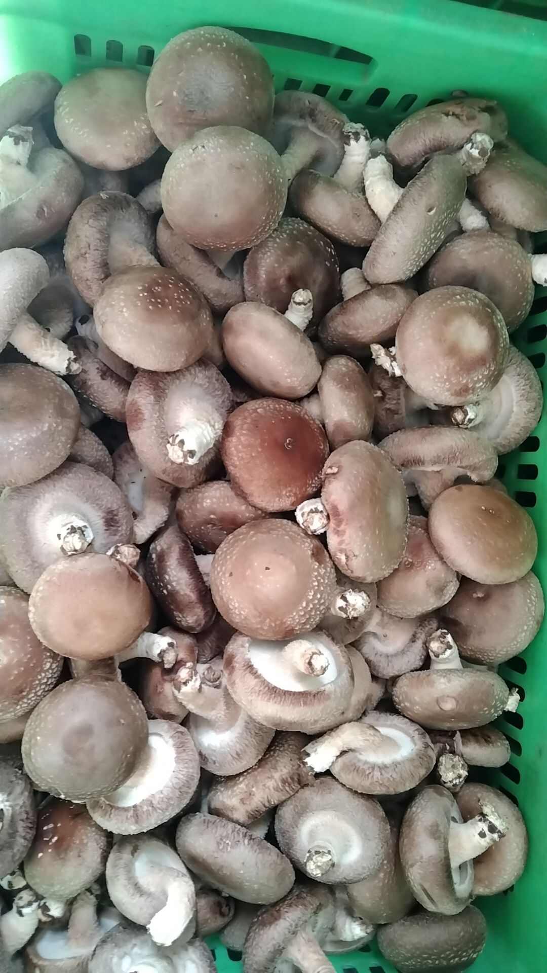 鲜香菇