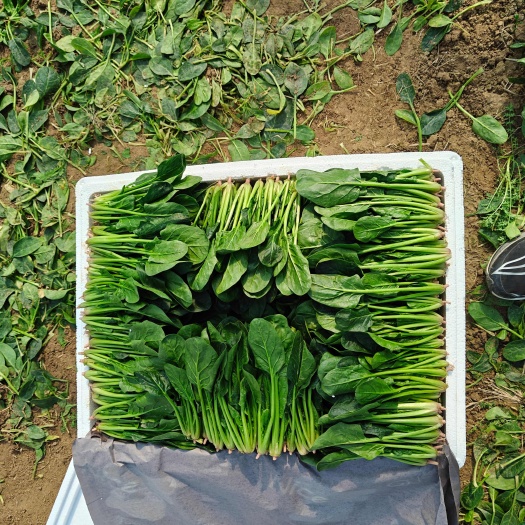 大叶菠菜大量供货中，各种规格货源可加工各种包装，欢迎咨询选购