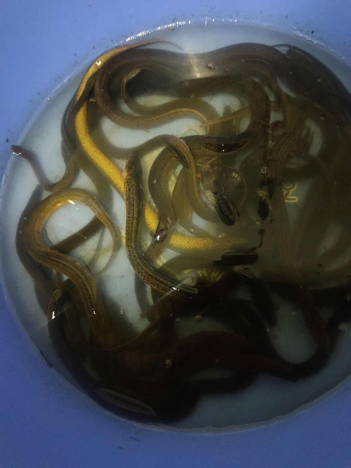湖北潜江新鲜捕捞黄鳝鲜活水产食用鱼品质优选产地直供当天发货