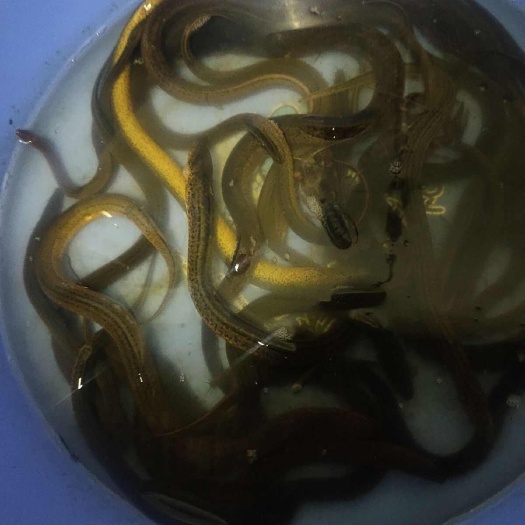 潜江市湖北潜江新鲜捕捞黄鳝鲜活水产食用鱼品质优选产地直供当天发货