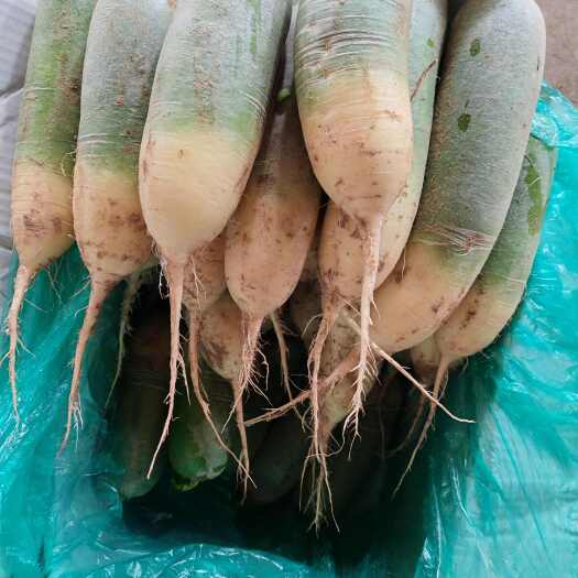 肥城市青皮青瓤水果萝卜箱装袋装大量供应