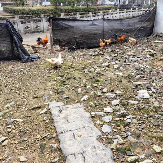 开化县真正土鸡