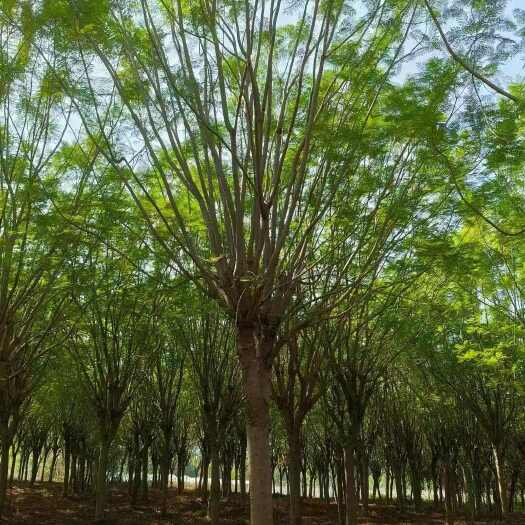 融水县蓝花楹，精品地苗800棵