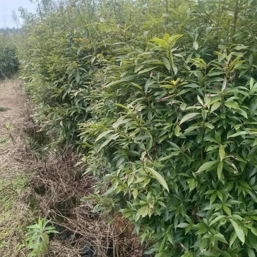 丹寨县精品金丝楠木杯苗