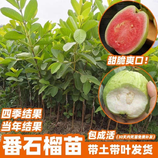 灵山县番石榴苗四季珍珠白肉红心芭乐少籽果树苗当年结果 带果发货