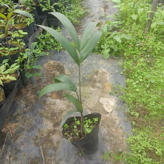 狐尾椰子苗 狐尾棕 棕榈科植物 苗木批发零售