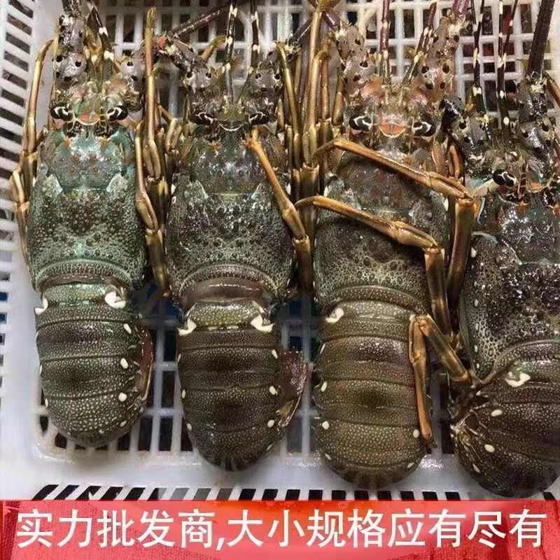 小青龙青龙虾鲜活冷冻大虾花龙特大青虾新鲜大龙