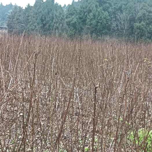 简阳市四川简阳嫁接李子树苗蜂糖李、睌熟青膀李，批发零售，产地直发