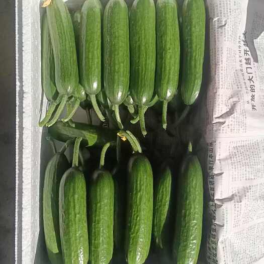 菏泽山东菏泽精品水果黄瓜种植基地保质保量 欢迎新老客户前来选购