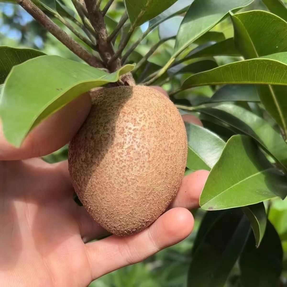 农家院子人心果无农药绿色水果人参果当季水果