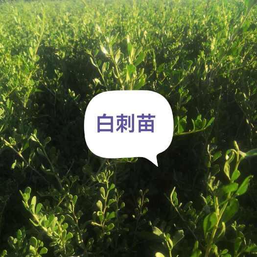 民勤县白刺