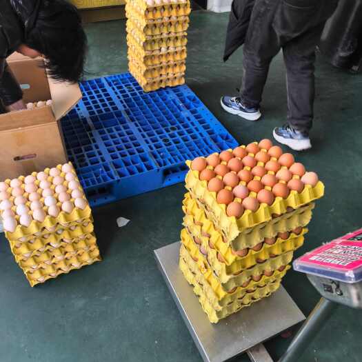 南阳红壳蛋 鸡蛋