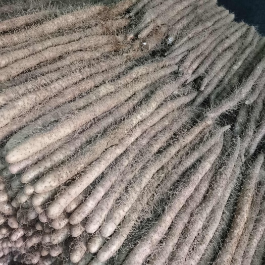 新绛县山西运城新鲜麻山药 直发新绛县 当季优质菜山药货足 实惠好货