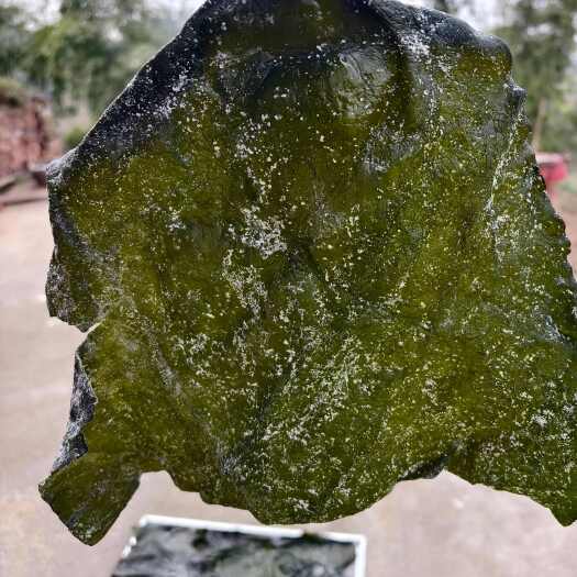 泸州半干盐泽海带头 赶集展销会商饮爆款产品 颜色青绿肉厚