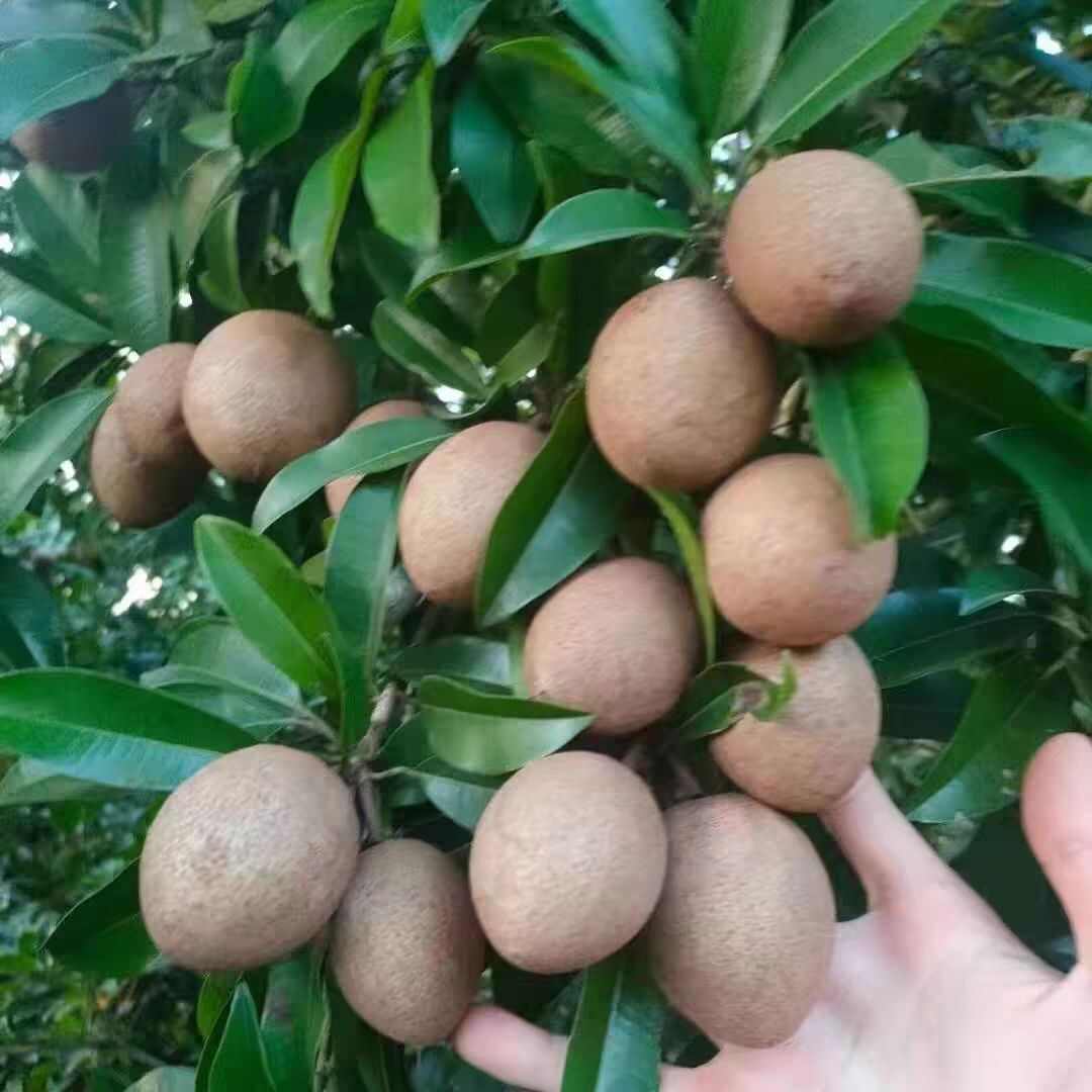 农家院子人心果无农药绿色水果人参果当季水果