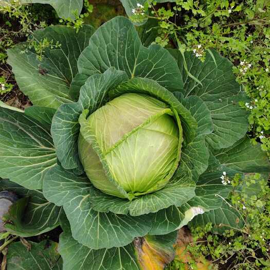 安岳县甘兰  平包菜  精品甘蓝，颜色绿，质量好，货源充足，