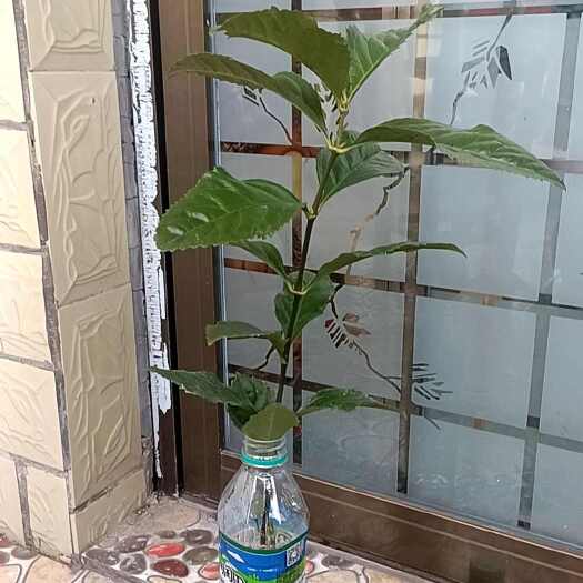 赣州草珊瑚