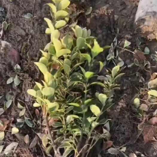 沭阳县金边黄杨大杯
