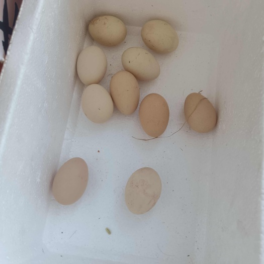 灯塔市印尼黑鸡又叫兰博鸡尼种蛋，农村纯散松粮食喂养。受精率高。包邮