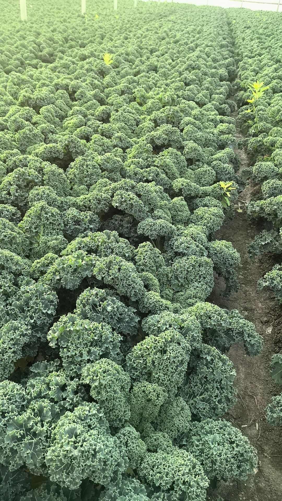荷兰羽衣甘蓝
