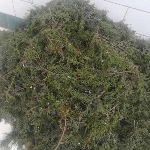 泽州县圆柏叶