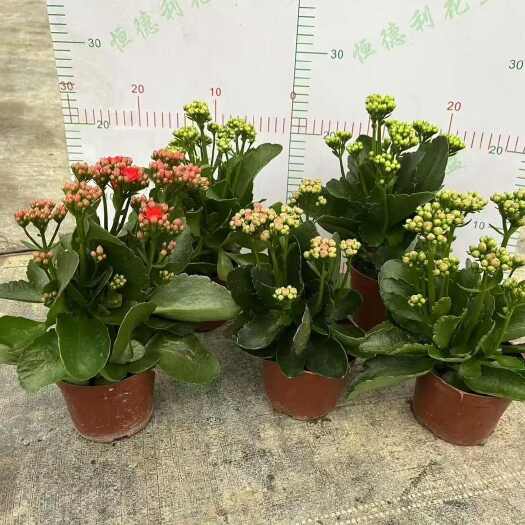 广州长寿花