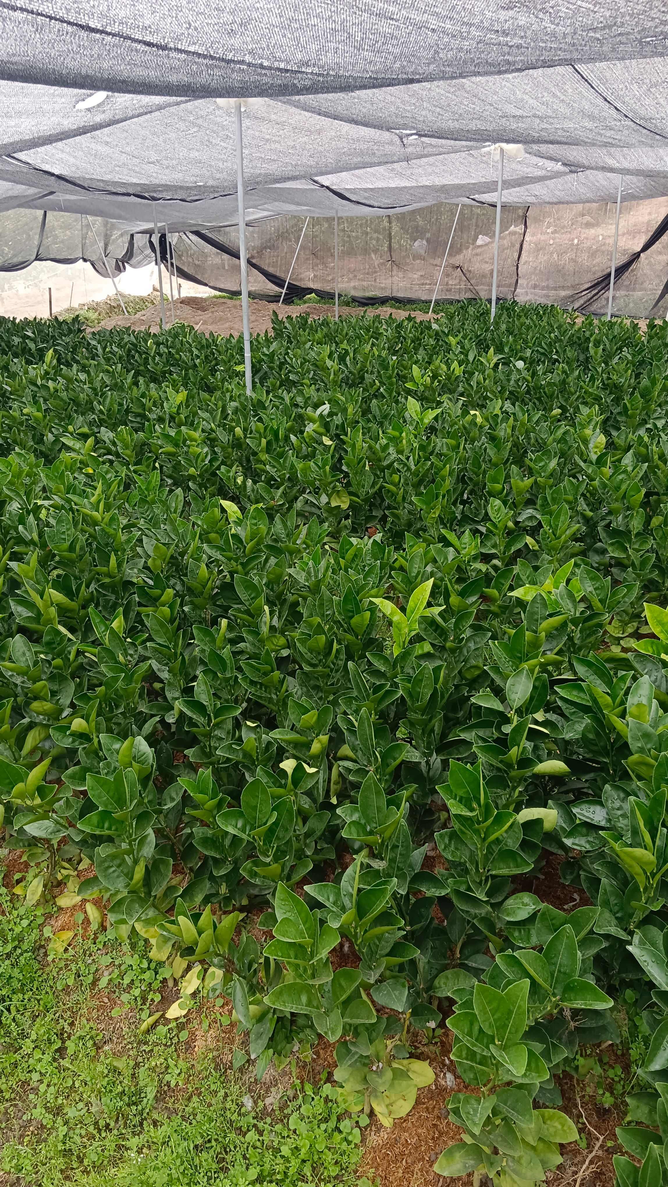 纽荷尔脐橙苗