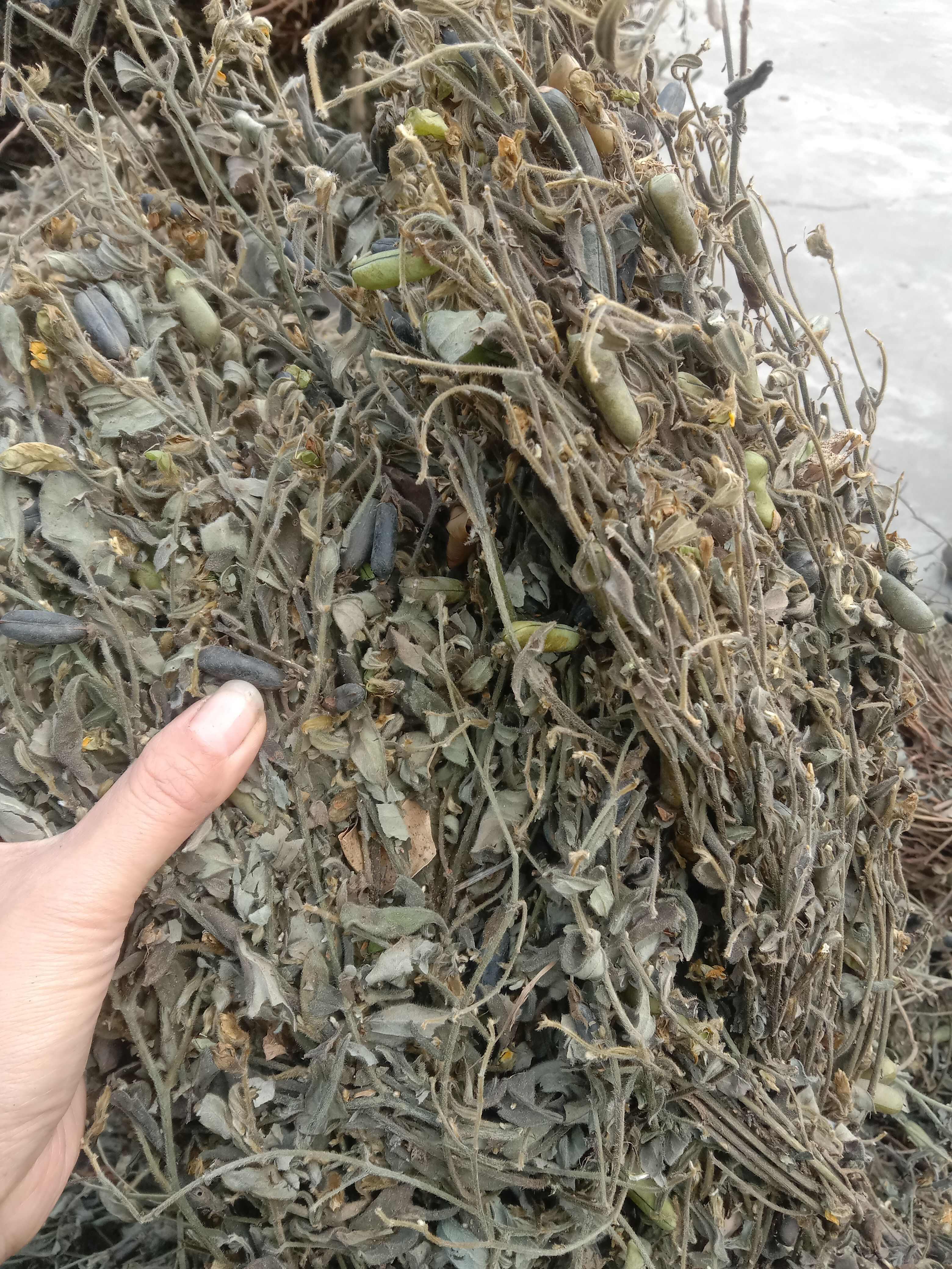 响铃草