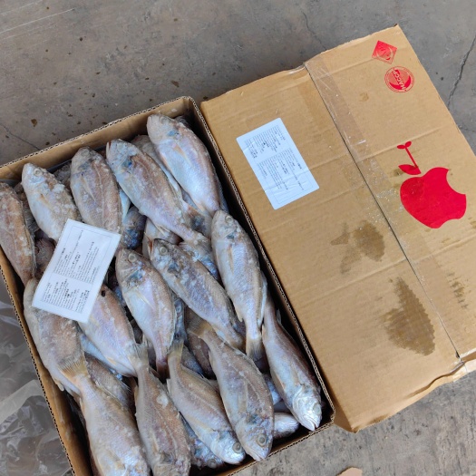 济南带鱼舌鳎鱼黄姑鱼