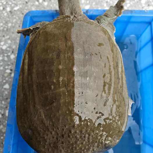 湘阴县来自（湘阴鹤龍湖畔）天赐甲鲜，高品质甲鱼震撼登场