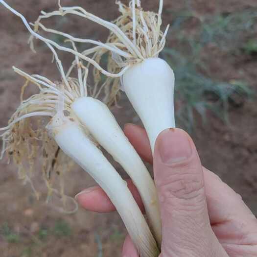 湘潭优质藠头苗