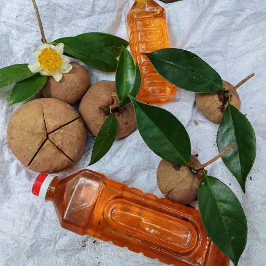 老品种大果油茶 山茶油