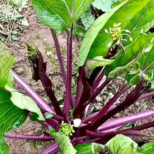 荣县红油菜苔